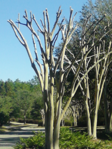 Crepe trees before leafing out