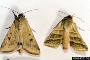 Cover photo for Be Prepared to Spray Bollworm in Bt Cotton During 2017