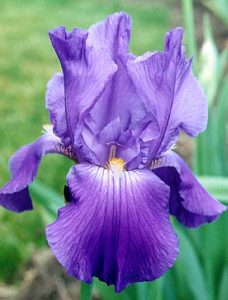 Cover photo for Grow Beautiful Iris