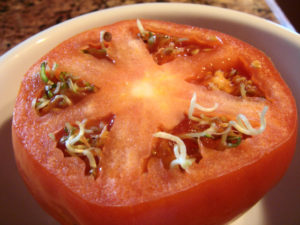 sliced tomato showing sprouted seeds