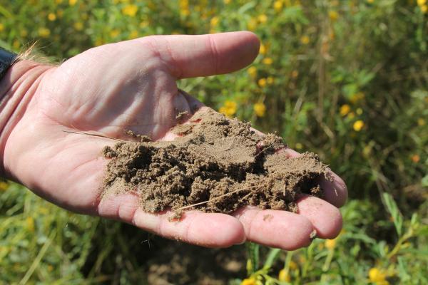 shrubs-that-like-wet-clay-soil-uk