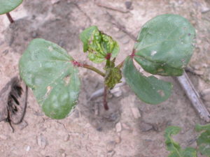 Cover photo for Choosing an Insecticidal Seed Treatment or in-Furrow for Thrips in Cotton (Reisig, Collins, Huseth)