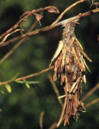 Cover photo for Control Bagworms Late May & Early June