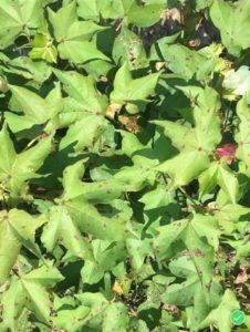 Cotton Leaf Spot