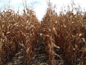 Cover photo for Yield Impact of Fungicides on Drought-Stressed Corn in 2024