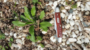 Recent photo of a 3.5" wide marestail seedling.