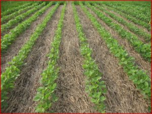 Cover photo for Value of Cultural Practices for Managing Herbicide-Resistant Weeds