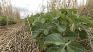 Cover photo for Video: Effects of Winter Crops on Soybean