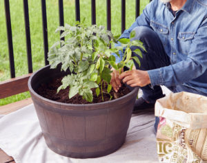 Cover photo for Fall Vegetable Gardening in Containers - Zoom Class