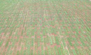 Cover photo for Official Variety Test: Soybean Variety Selection