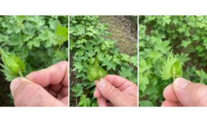 Cover photo for 4-Bract Squares Observed (Collins, Edmisten & Reisig)