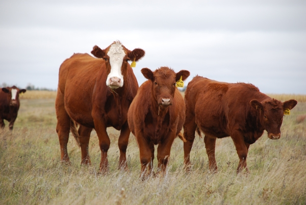 Cows in a field grazing.