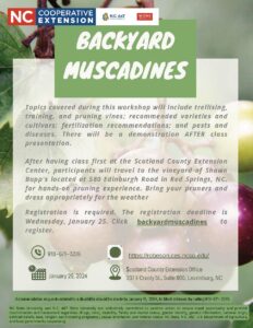 Cover photo for Backyard Muscadines