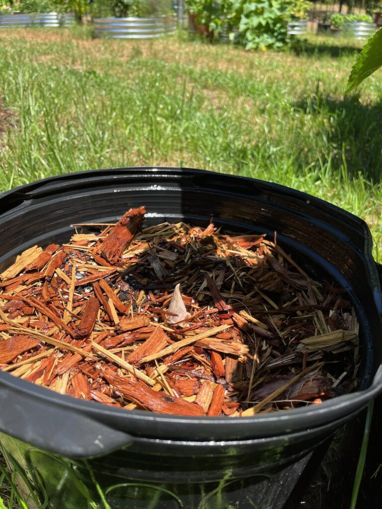 Voodoo Lily in a black pot.