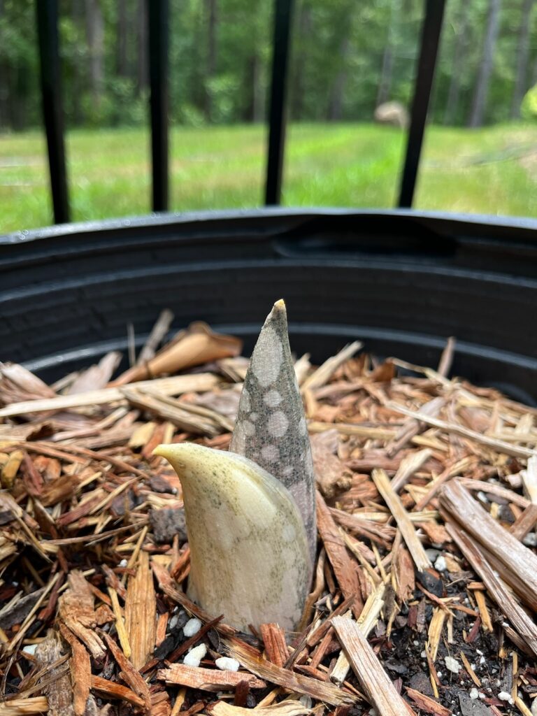 Voodoo plant shoot barely emerging from a planter bucket.