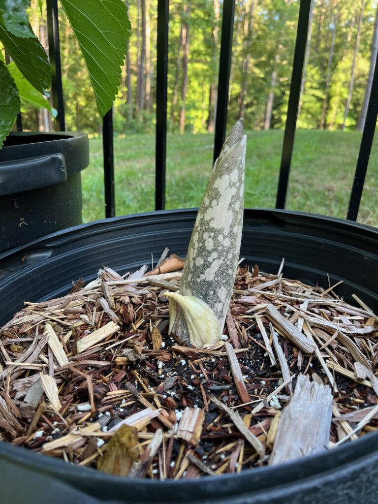 Voodoo Plant Shoot, with a small amount of growth.