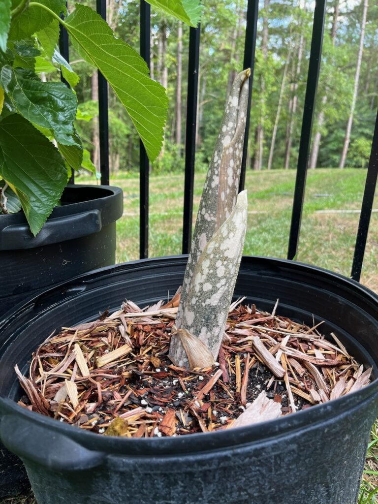 Voodoo plant shoot.