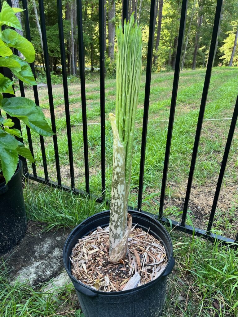 voodoo plant shoot in a bucket.