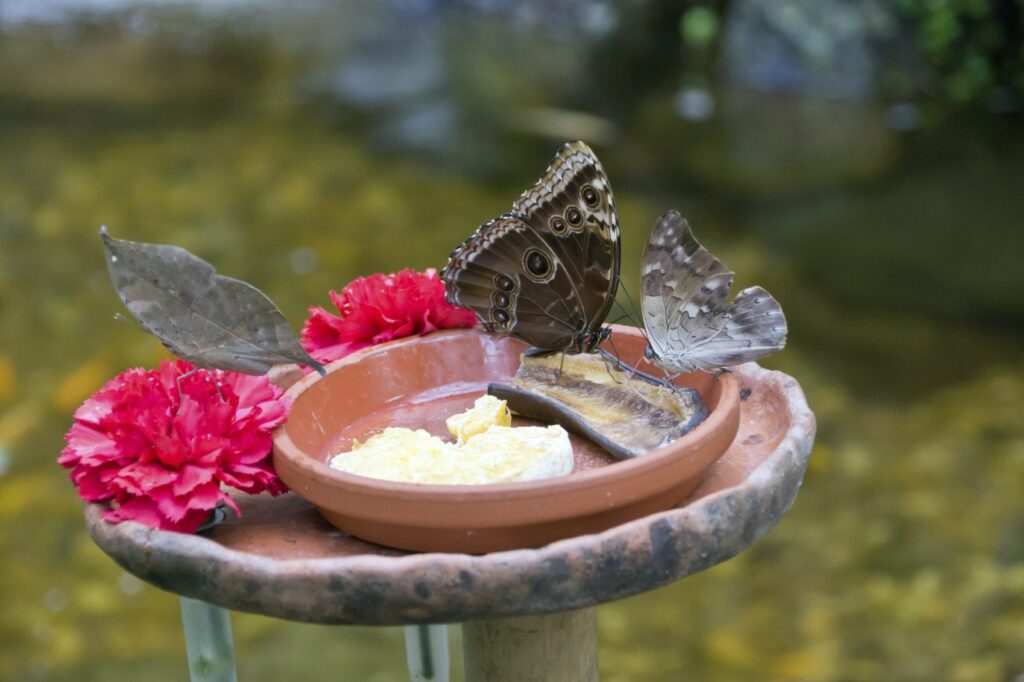 Butterflies feed on flowers and fruits.