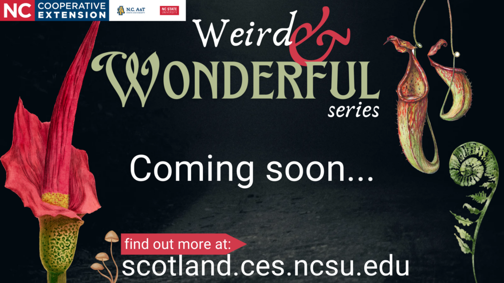 Weird & Wonderful Series, Coming Soon...