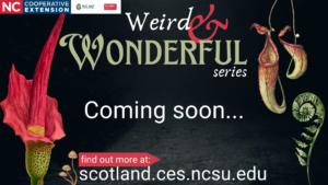 Cover photo for Weird & Wonderful Series - UPDATED 7/8/2024