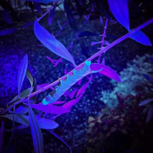 Cover photo for Weird & Wonderful Series...Hornworms