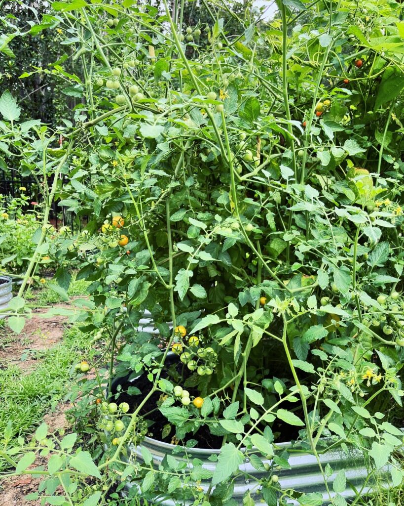 Healthy tomato plant.