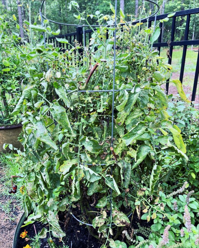 A tomato plant in a cage.