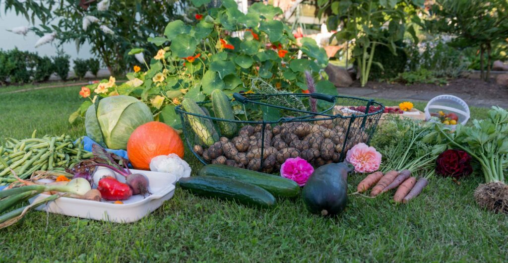 Fruits on a lawn.