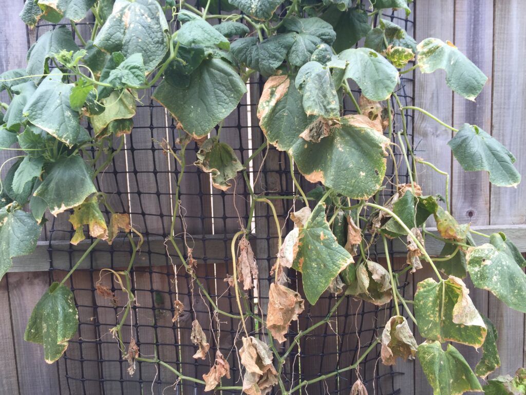 Cucumber plants on a lattice. 