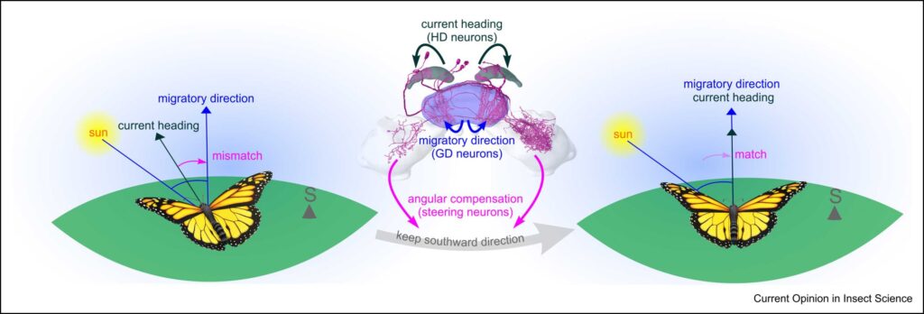 Image showing the biology of how butterflies determine the direction in which to migrate.