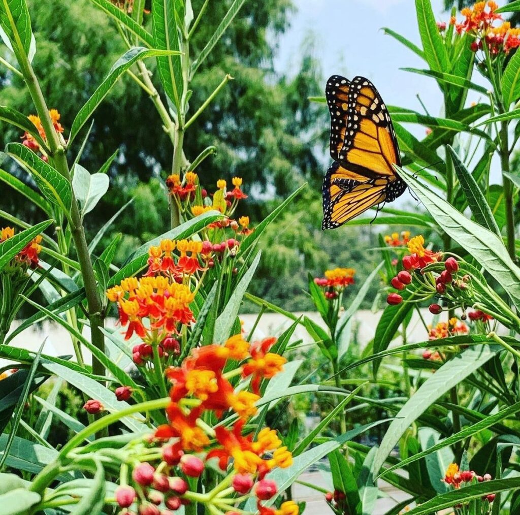 Monarch Butterfly among flowers.