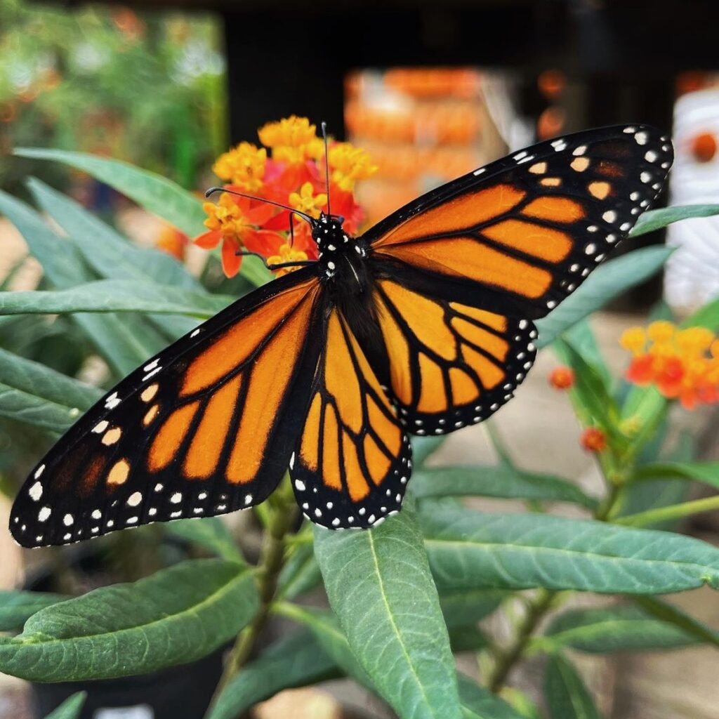 A large orange Monarch Butterfly.