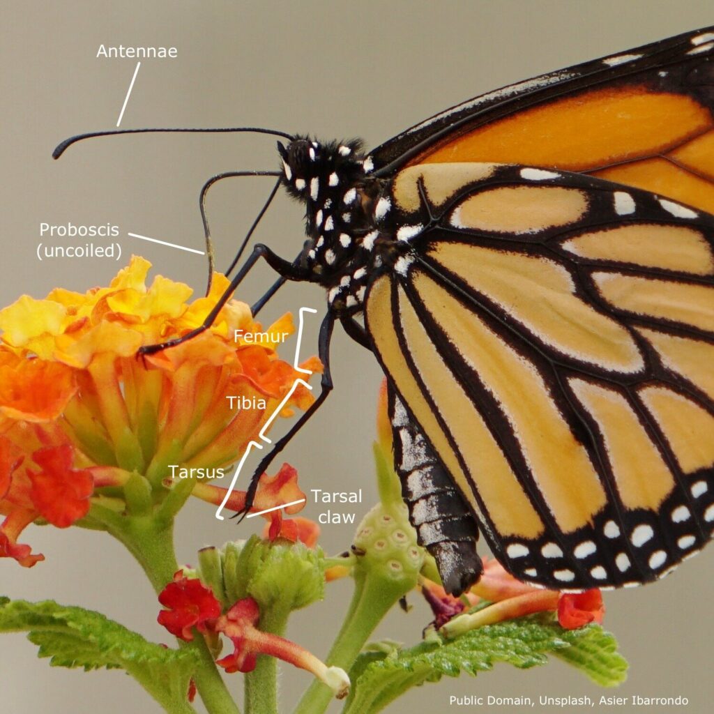 Butterfly with labeled anatomy