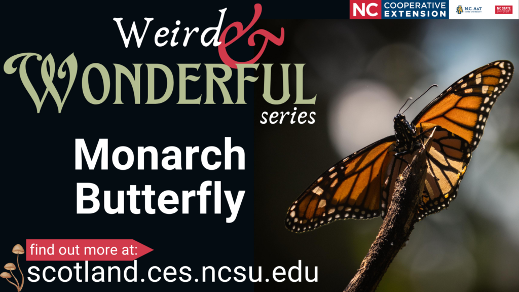 Weird & Wonderful Series Monarch Butterfly