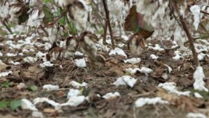 Cover photo for Hurricane Preparation and Recovery in the Southeastern United States Cotton Producers Guide