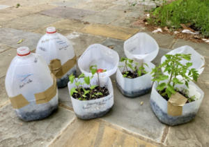 milk jug greenhouse