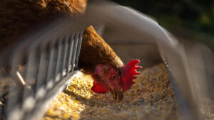 Cover photo for Avian Flu - Learn More...