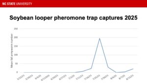Cover photo for Light and Pheromone Trap Captures for Caterpillar Pests